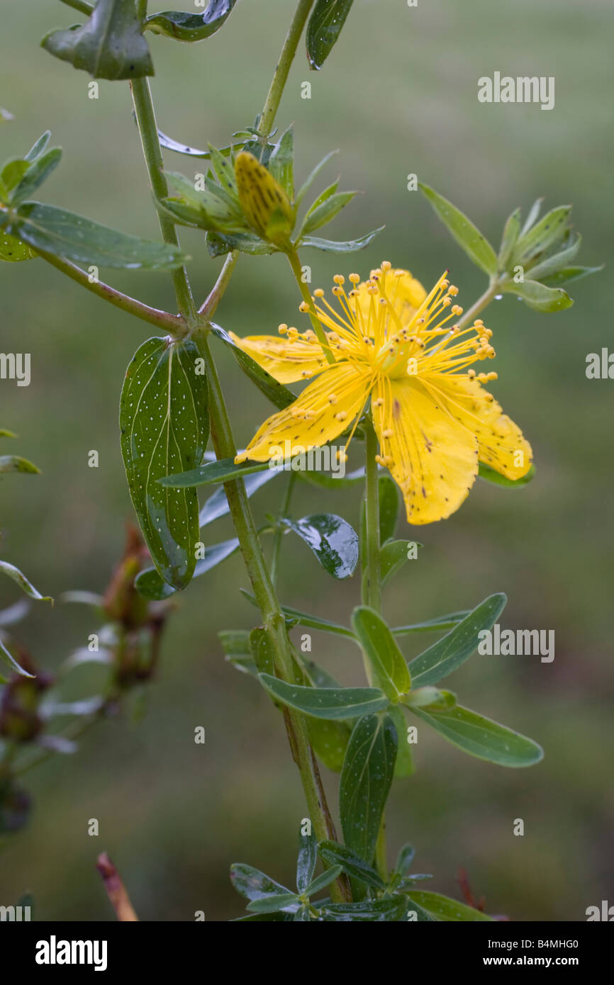 Perforer St Johns Millepertuis Hypericum perforatum Banque D'Images