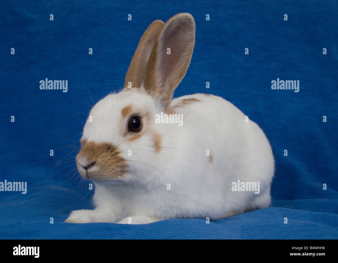 Lapin au repos sur fond bleu Banque D'Images