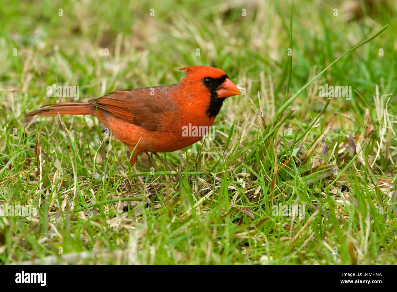 Le Cardinal rouge Cardinalis cardinalis mâle Banque D'Images