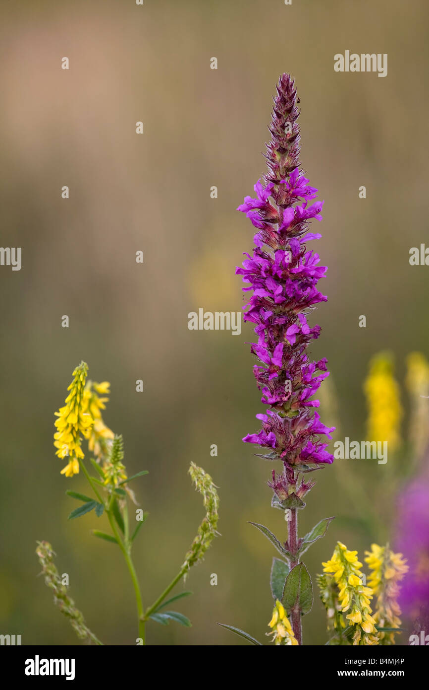 La salicaire Lythrum salicaria Banque D'Images