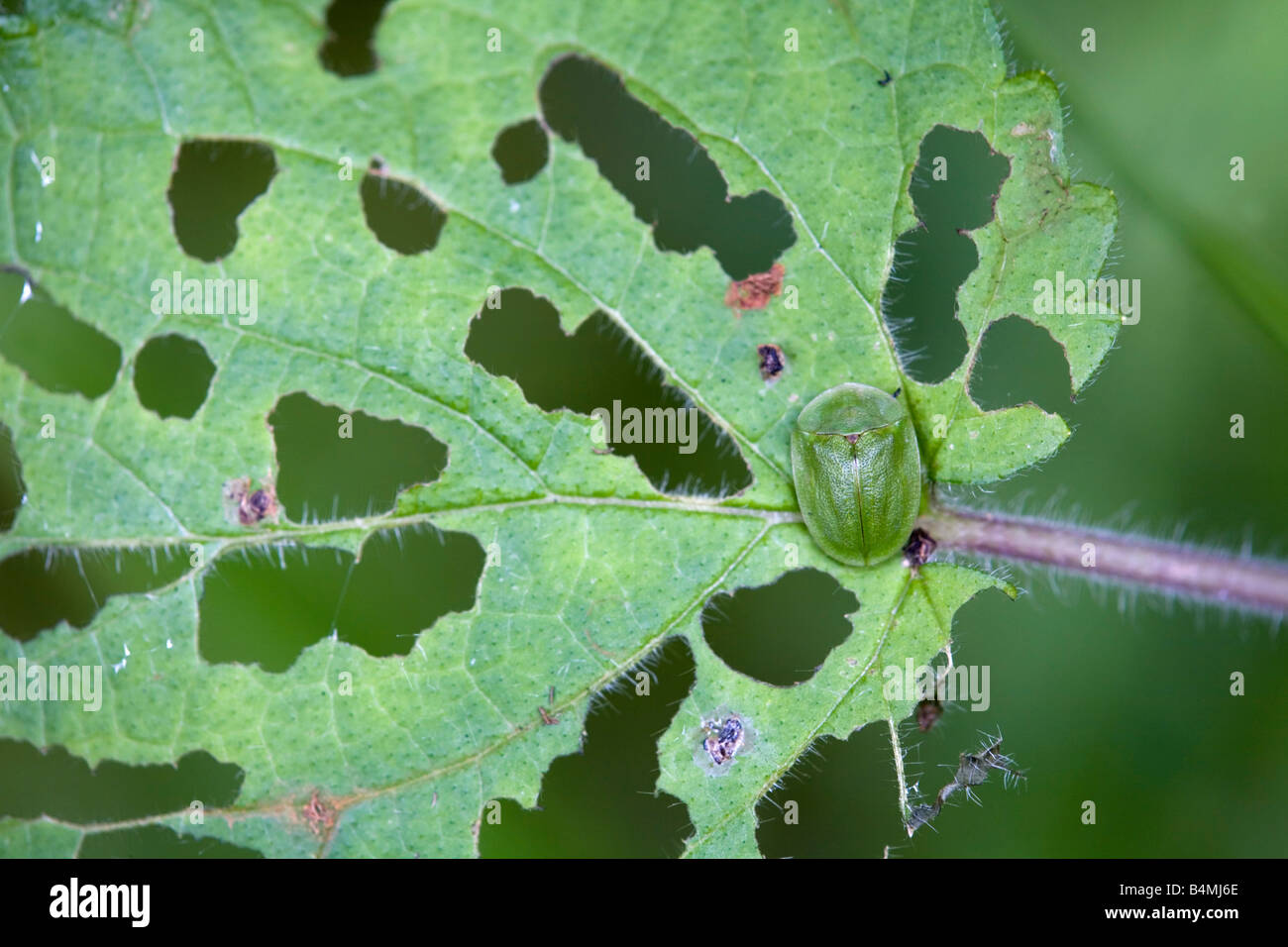 Green tortoise beetle Cassida viridis Banque D'Images