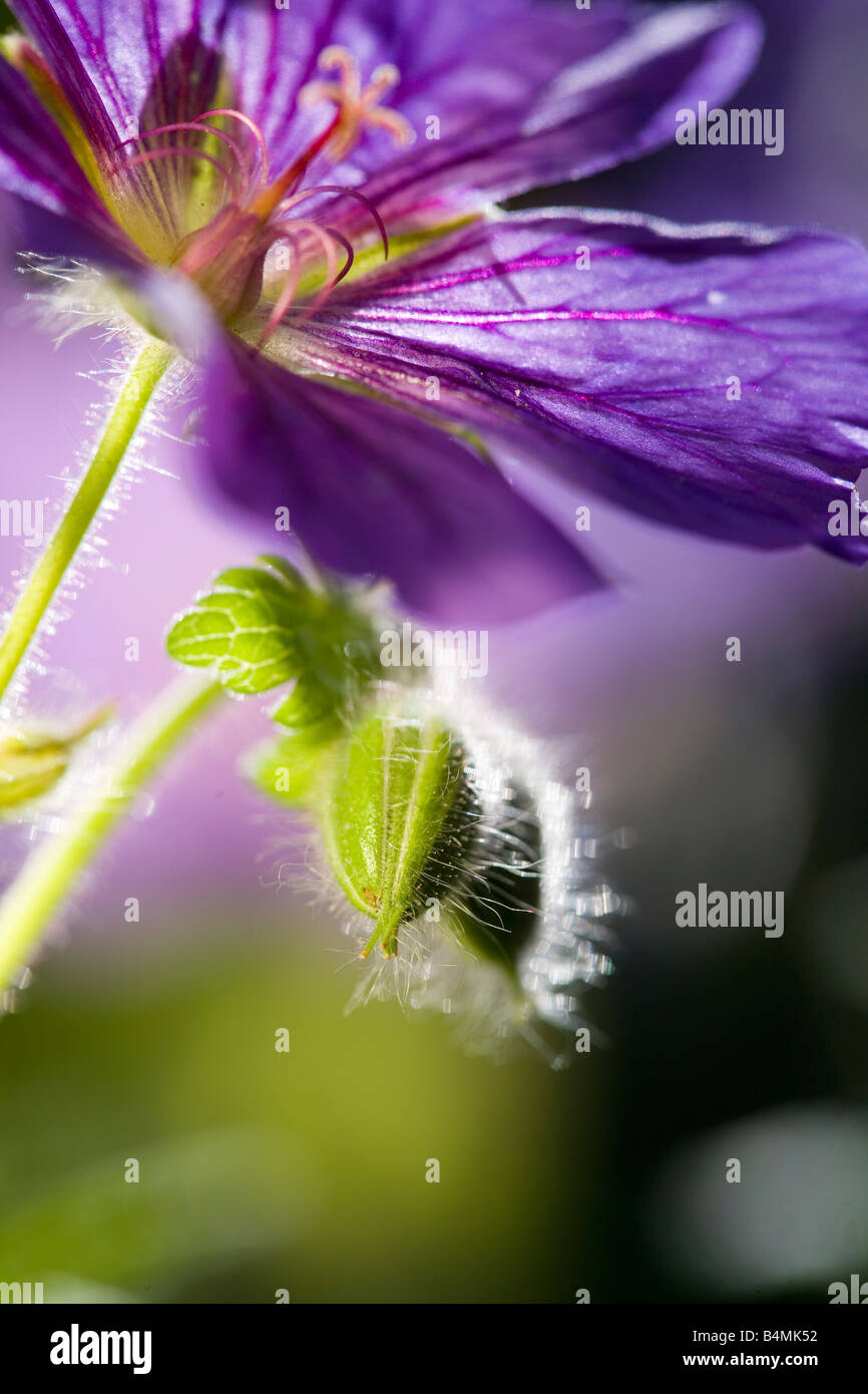 Géranium en été Banque D'Images