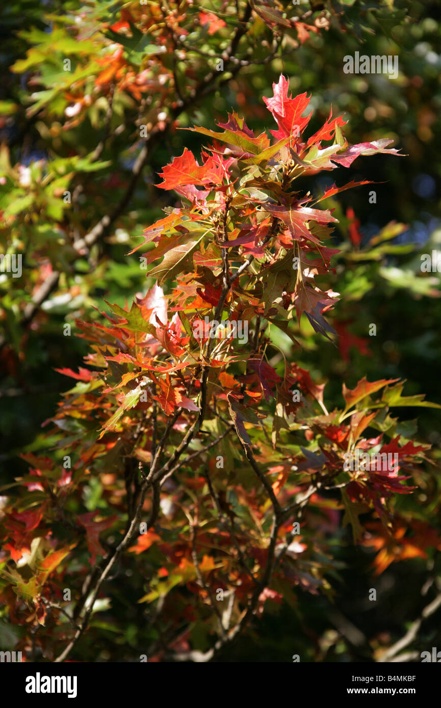 Northern Red Oak, Quercus rubra syn. Quercus borealis Fagaceae Banque D'Images