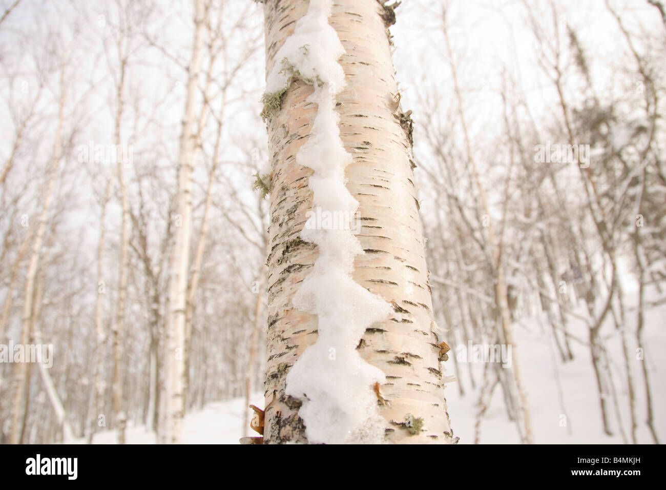 Les bouleaux blancs avec de la neige en hiver dans la péninsule de Keweenaw dans Michigans Upper Peninsula Banque D'Images