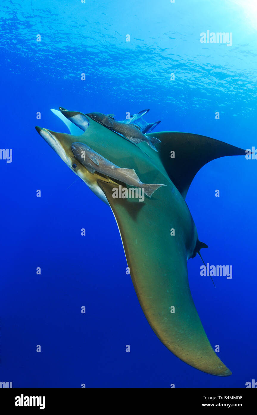 Ray Devil, Devil fish, Manta Ray, Mobula tarapacana avec shark sucker, Açores Banque D'Images