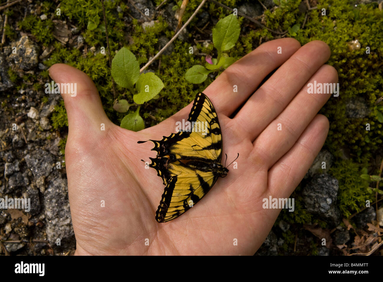 Mort d'un papillon monarque se trouve ailes à plat dans la paume de la main tendue Banque D'Images