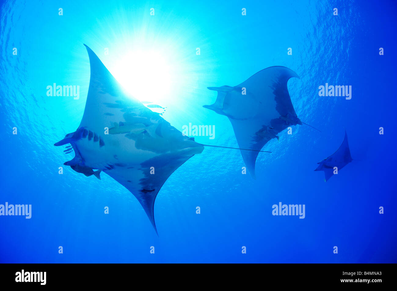 Devil devil fish ray Manta Mobula tarapacana, Açores Banque D'Images