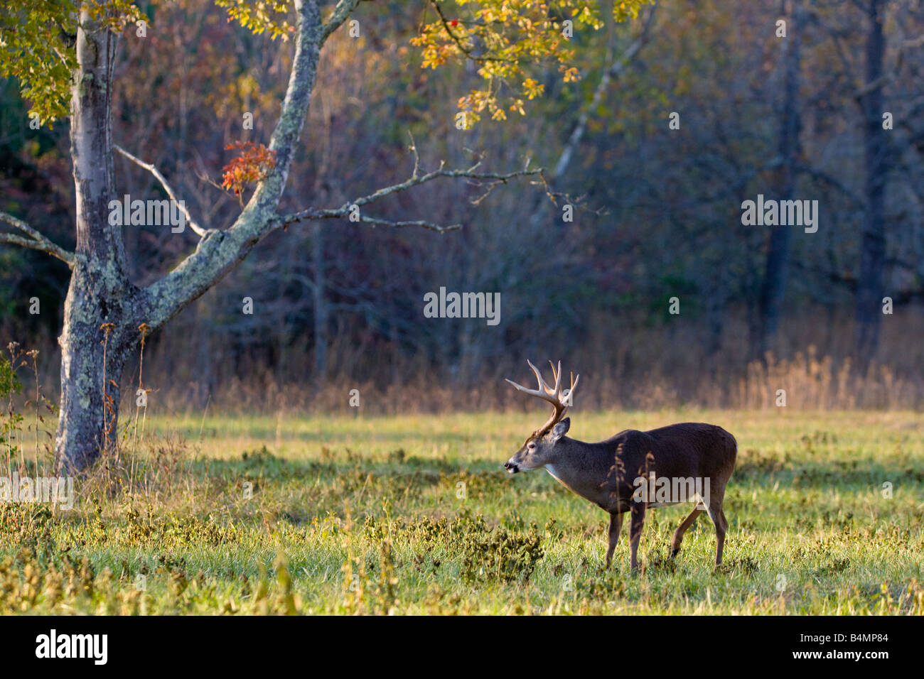 Buck deer meadow at Cades Cove au Tennessee Banque D'Images
