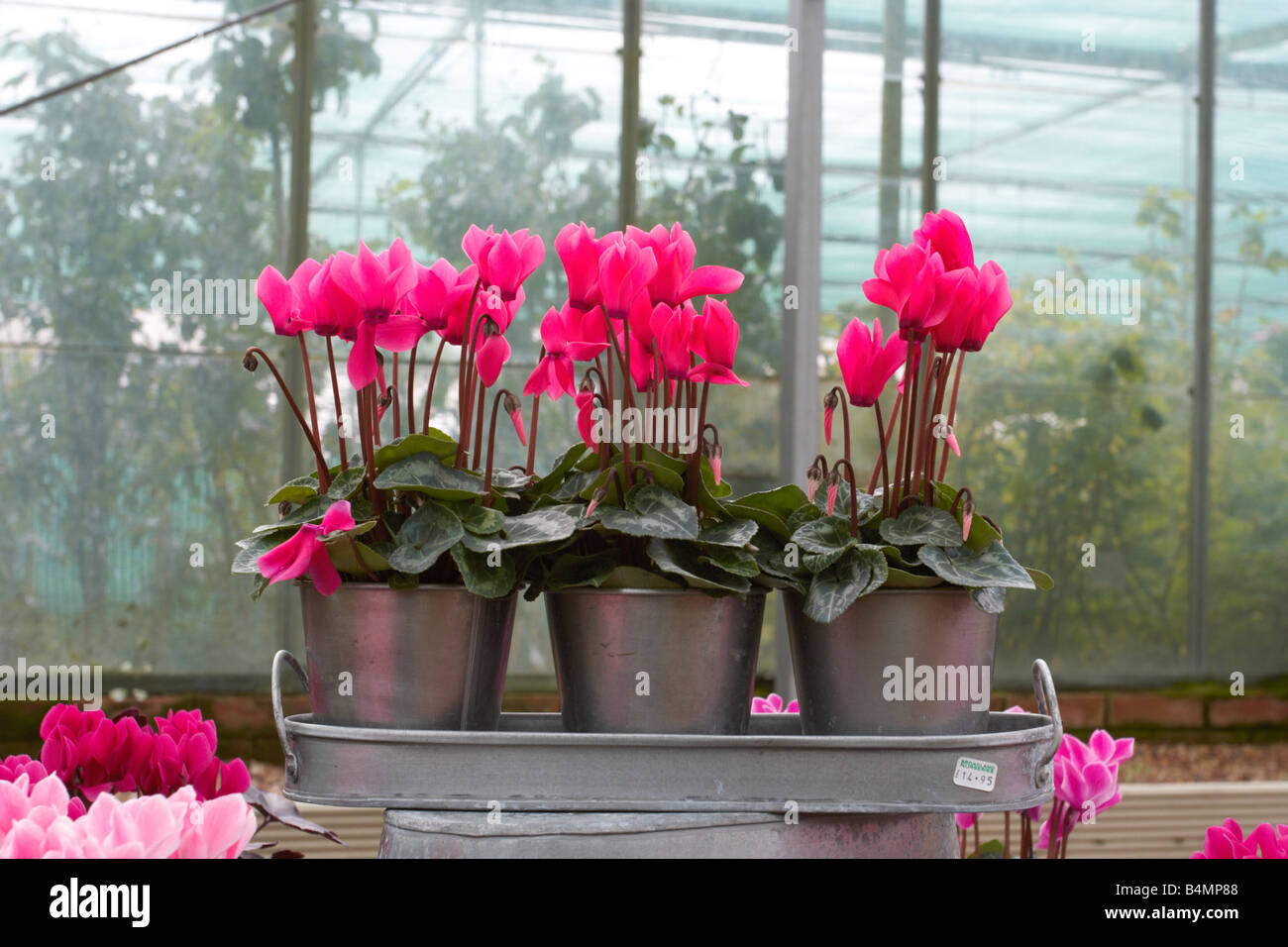 Hederifolium cyclamen neapolitanum,,fleurs roses Banque D'Images