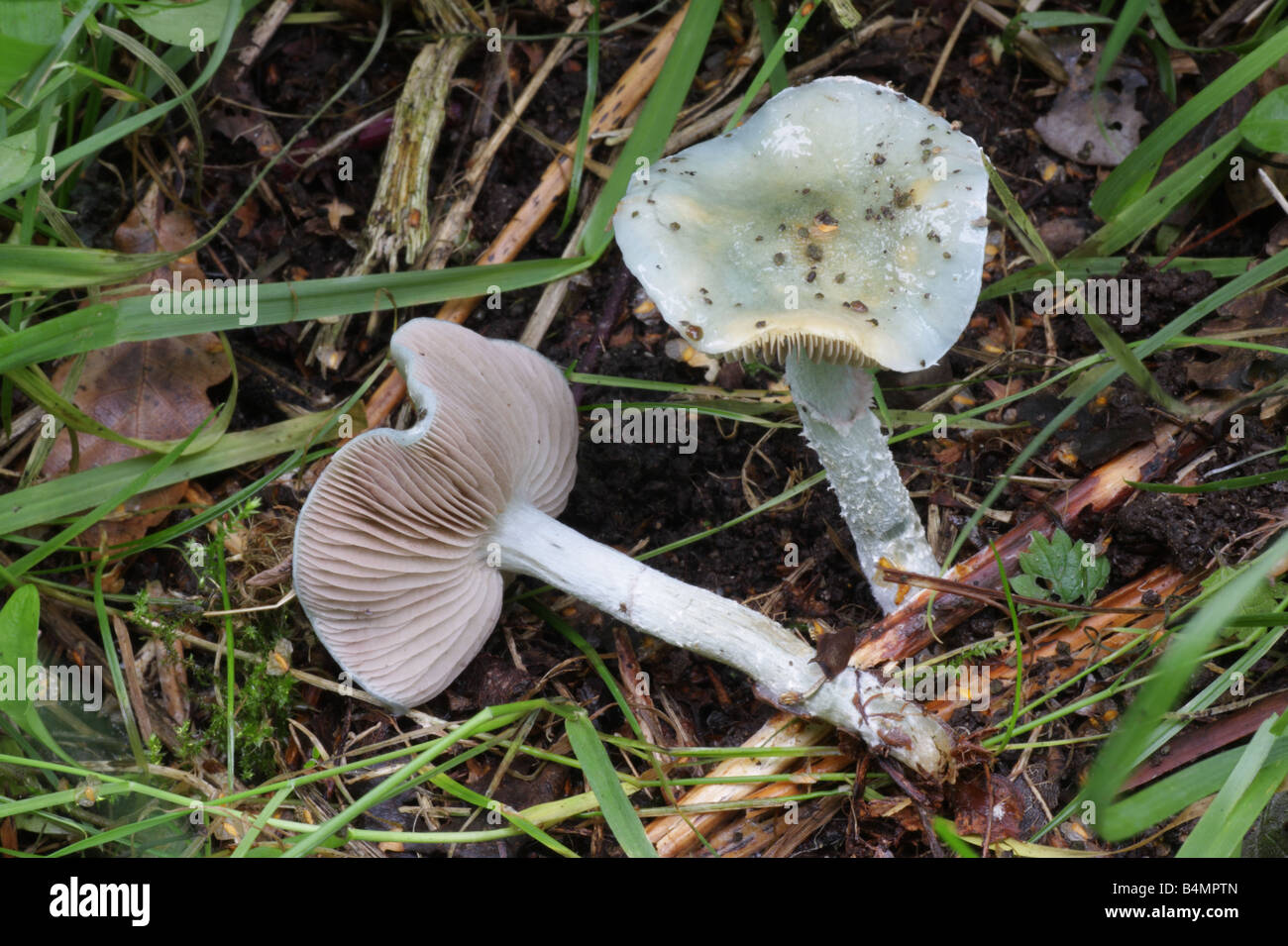 Toon-de-gris - Stropharia aeruginosa Banque D'Images