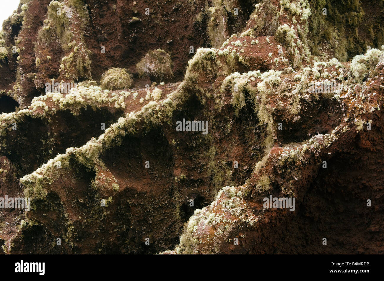 Lichen sur les roches déformées à Terra Chã sur l'île voisine de Porto Santo à Madère Banque D'Images