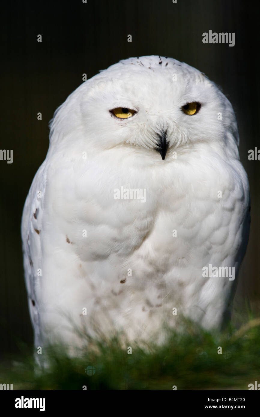 Harfang des neiges mâle - Bubo scandiaca - dans l'Est du Groenland Banque D'Images