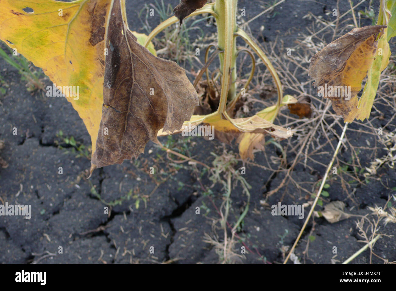 Le réchauffement résultant en la production de tournesol récolte a échoué dans le sud de la Bulgarie Banque D'Images