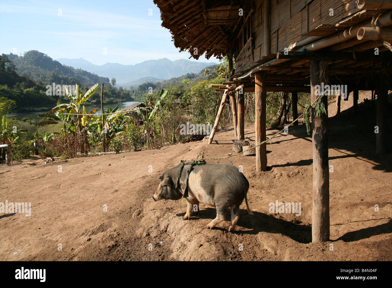 Un cochon attaché à une hutte près de la frontière avec la Thaïlande au Myanmar Birmanie des milliers de personnes se sont installés près de la frontière en raison de l'oppression dans leur patrie autour de 200 personnes déplacées de la Birmanie se sont établis dans la par son village d'un côté birman de la frontière avec la Thaïlande, près de la ville thaïlandaise de Mae Sot ils refusent de franchir la frontière parce qu'ils veulent rester dans leur patrie ces réfugiés soutenir le mouvement rebelle appelé ALNK Armée de libération nationale karen qui opère dans l'est de la Birmanie jan 2007 Banque D'Images