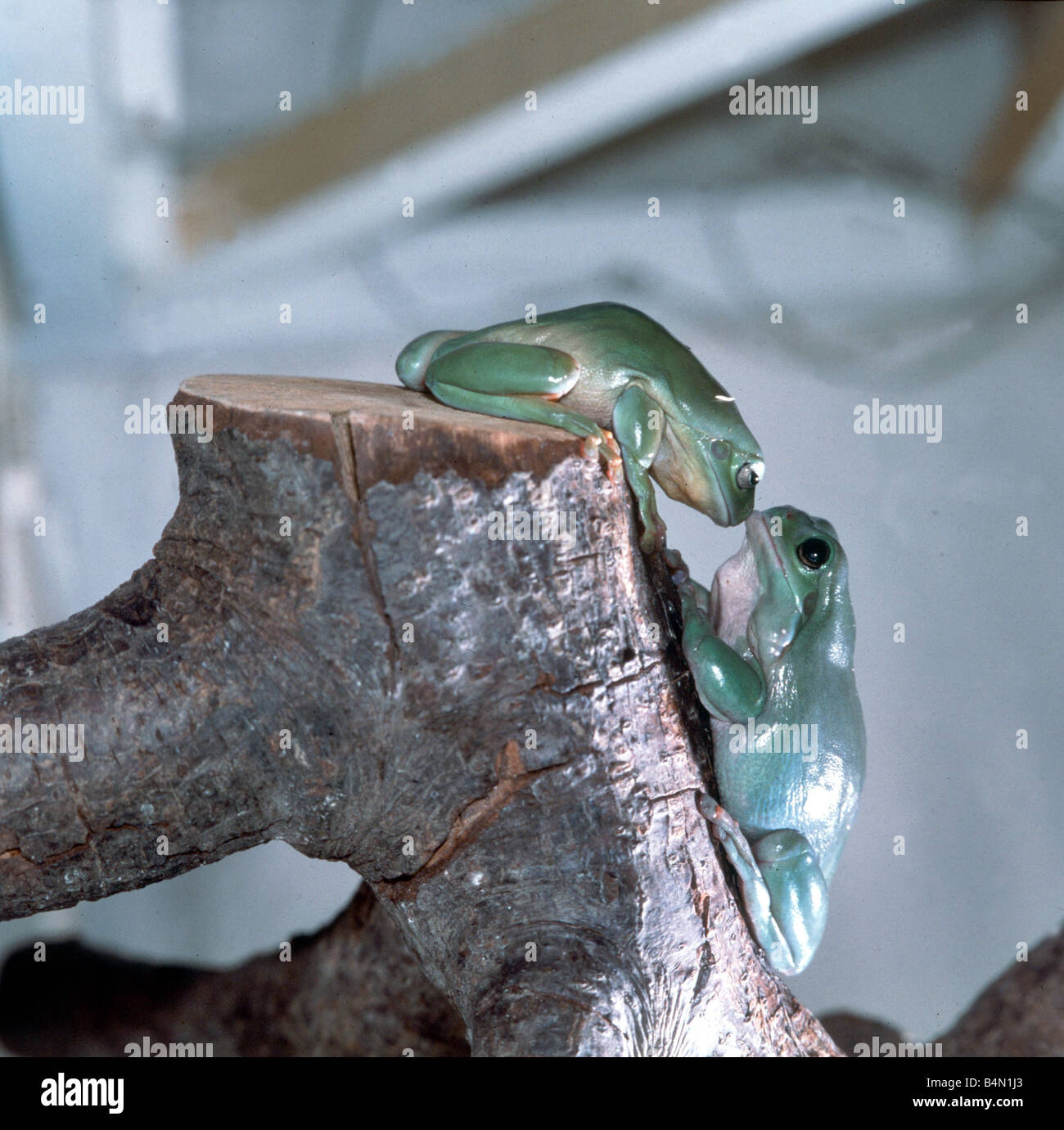 Pas DISPONIBLE POUR LES CARTES DE VŒUX Australian tree frogs, baiser sur une branche Février 1980 Banque D'Images