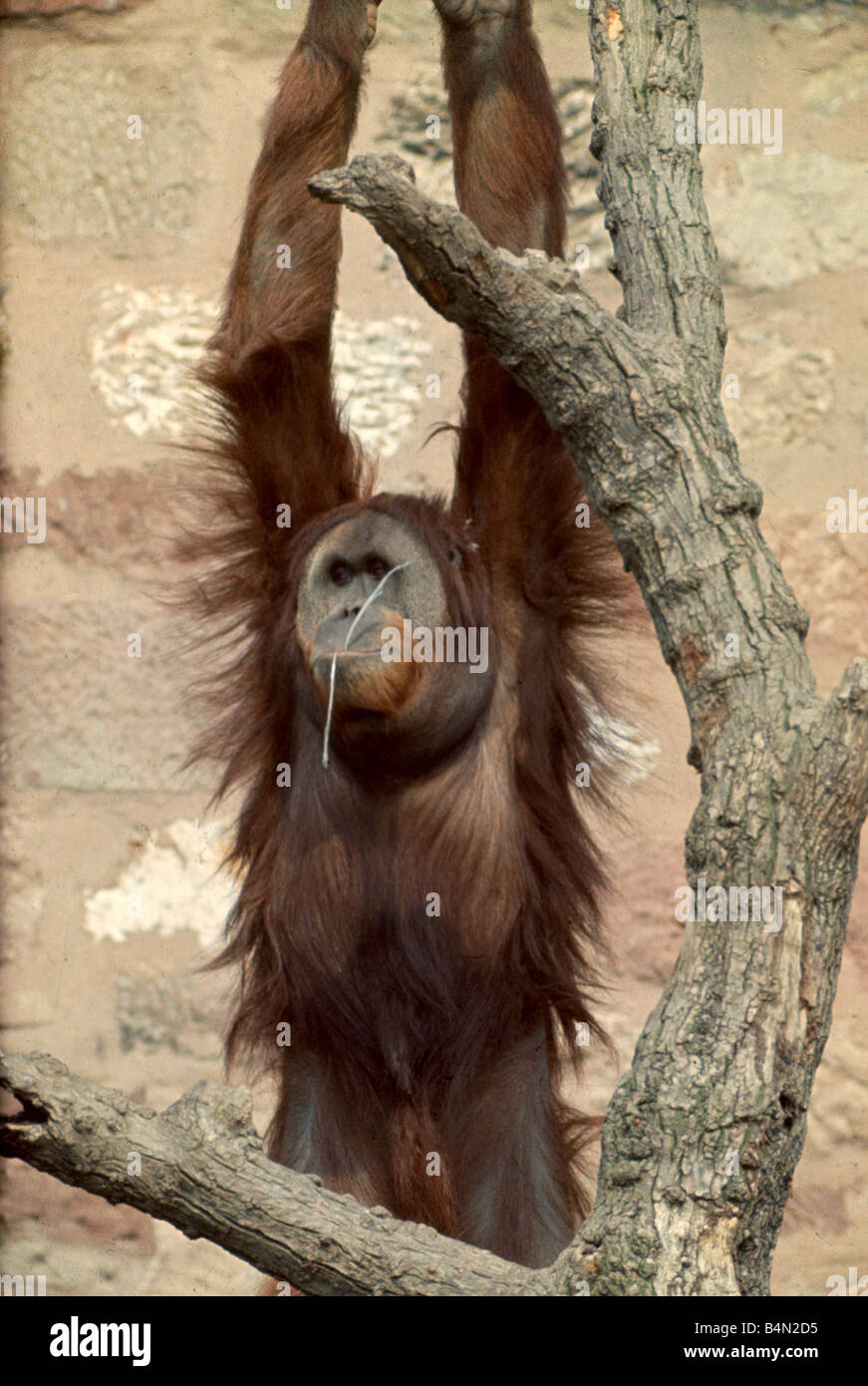 Monkey accrochée à un arbre tout en mâchant sur un bâton dans le Zoo de Chester Juin 1969 Banque D'Images