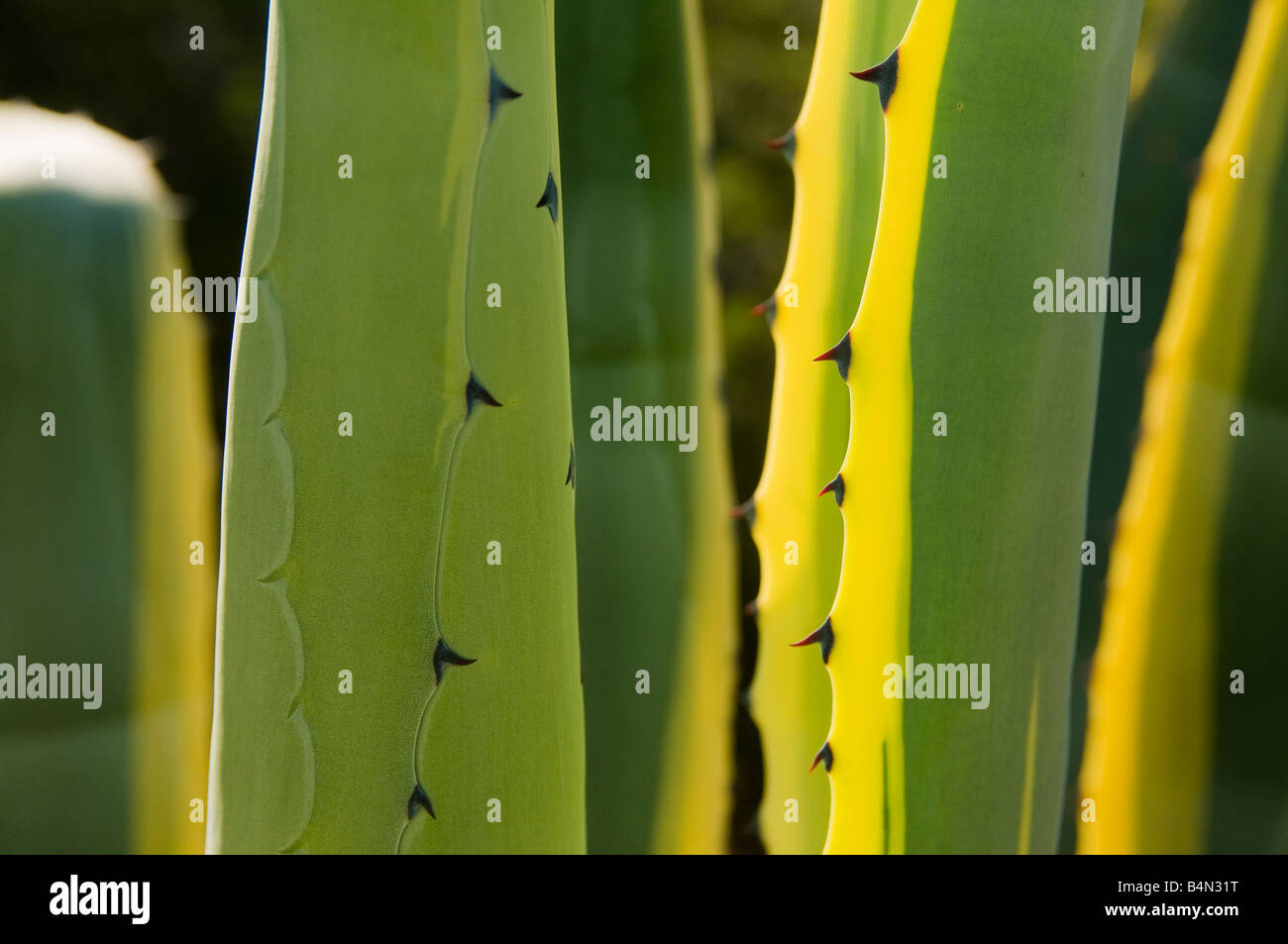 Les feuilles d'Agave sur l'île voisine de Porto Santo à Madère Banque D'Images