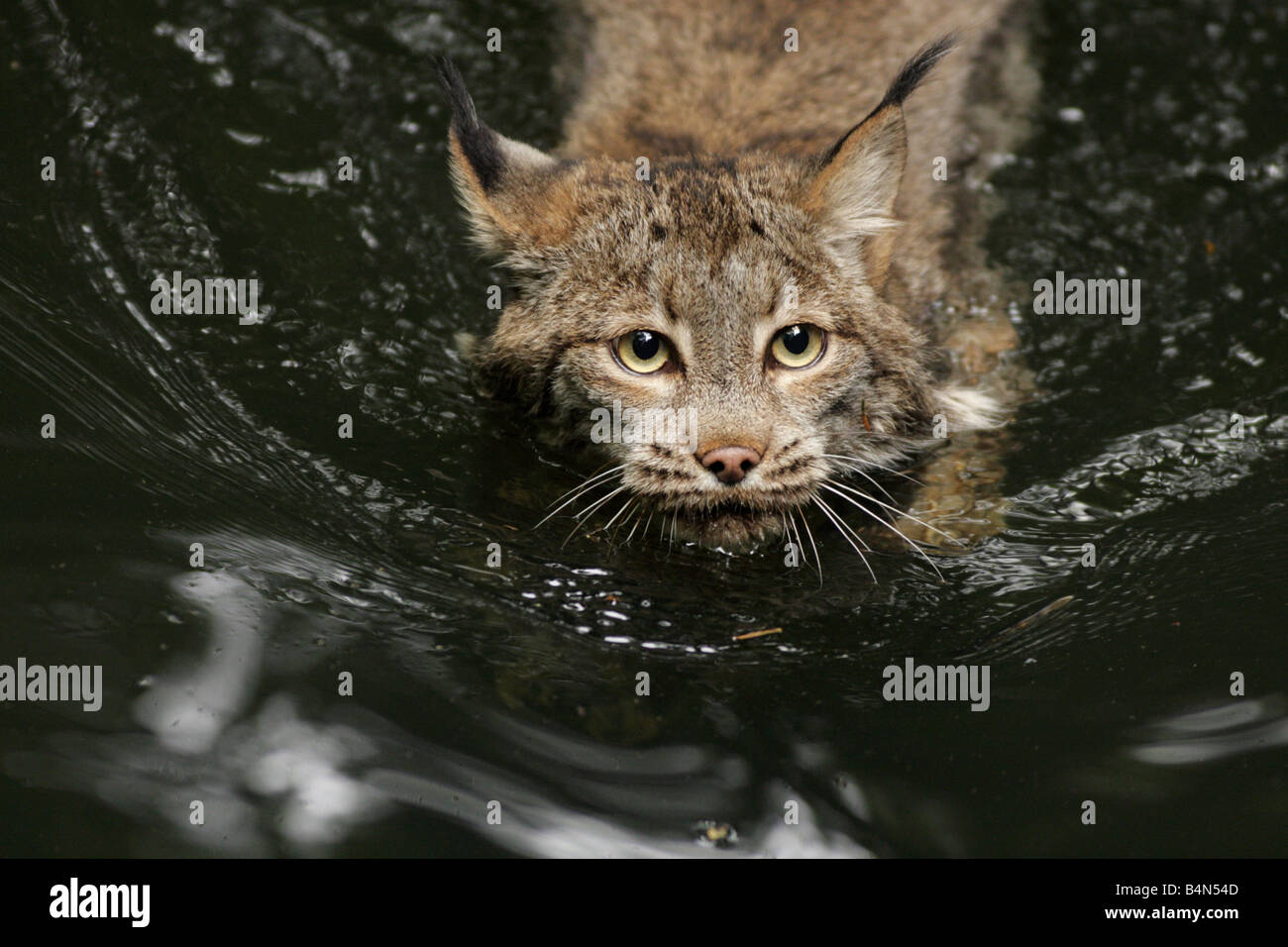 Les lynx baignade en étang Remarque sujet captif Banque D'Images