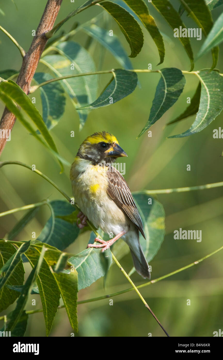 Ploceus philippinus. Baya Weaver oiseau perché dans un arbre dans la campagne indienne. L'Andhra Pradesh, Inde Banque D'Images