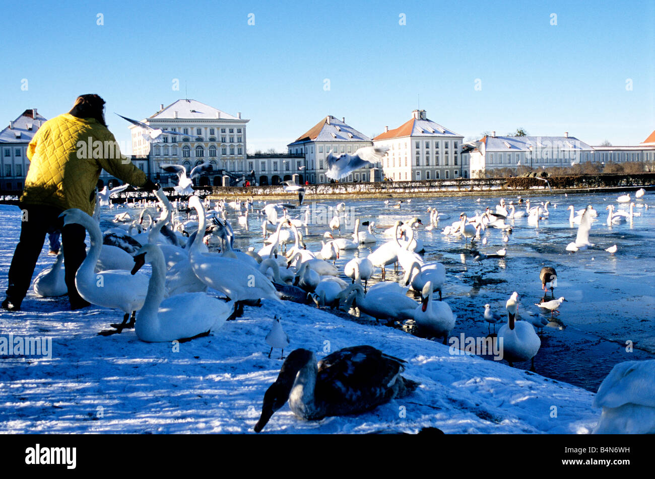 Un visiteur au Schloss Nymphenburg à Munich nourrir les cygnes dans la neige couverts jardins royaux à l'avant du palais. Banque D'Images