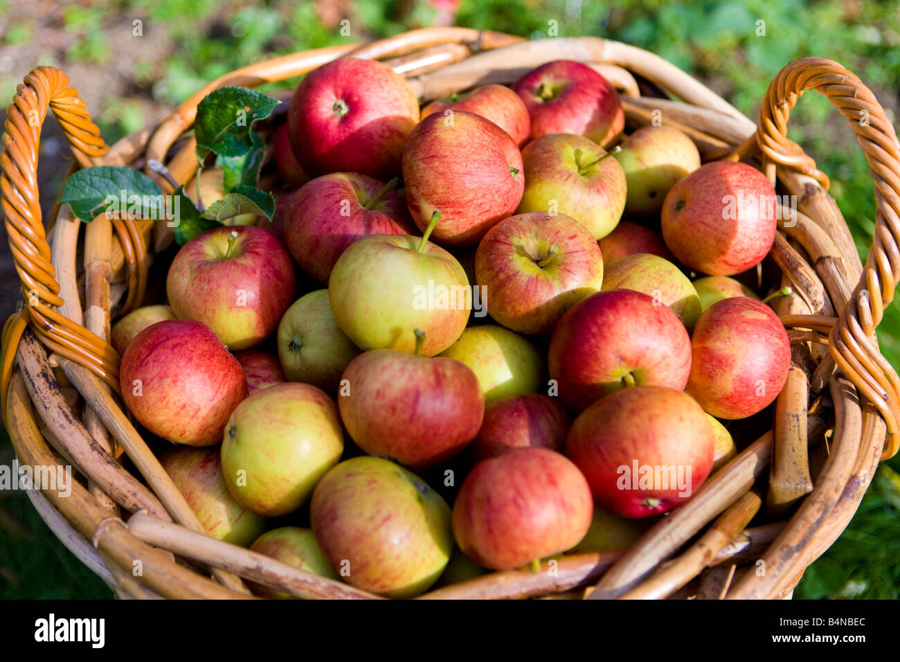 Pommes anglais Banque D'Images
