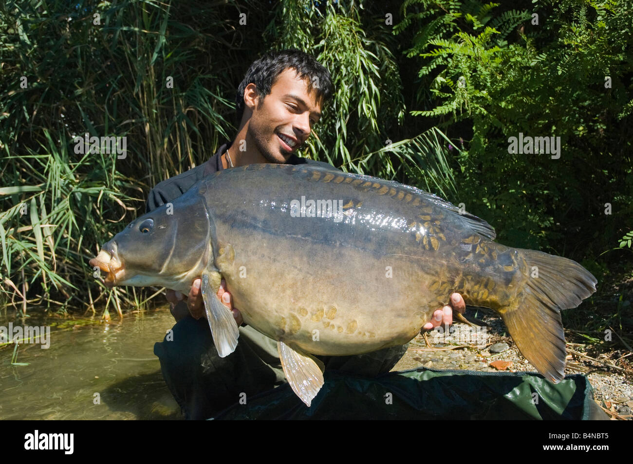 Pêcheur heureux avec son énorme carpe miroir de plus de 45lb Banque D'Images