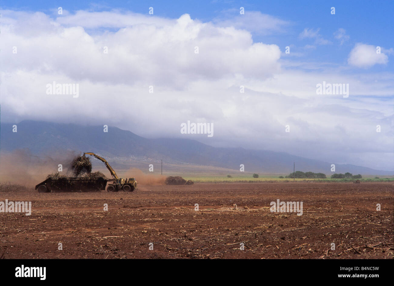 La culture de la canne à sucre, Maui, Hawaii, Banque D'Images