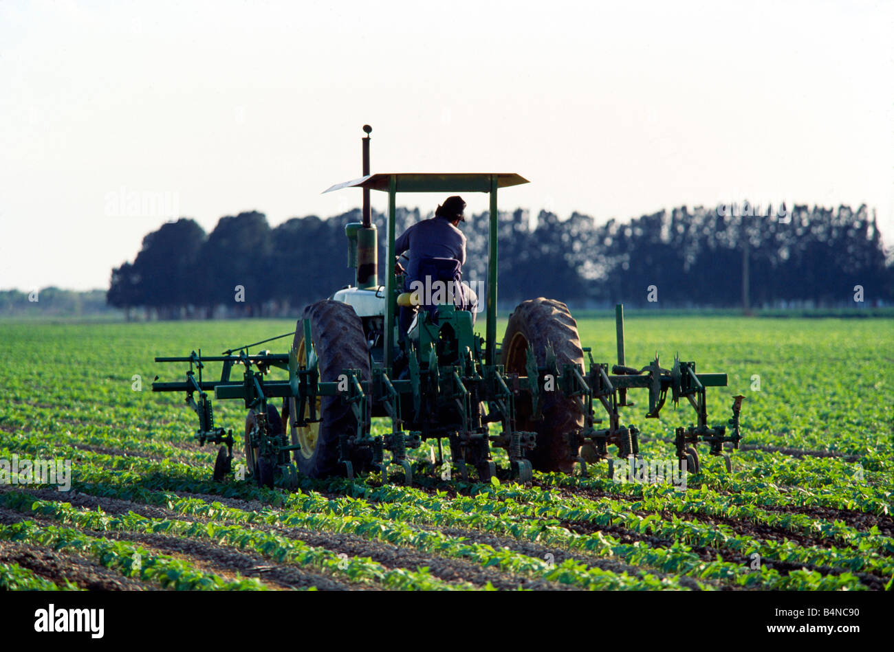 Tracteur agricole dans les champs de cultures, en Floride Banque D'Images