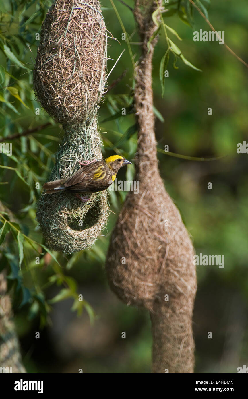 Ploceus philippinus. Baya Weaver oiseau perché sur son nid dans la campagne indienne. L'Andhra Pradesh, Inde Banque D'Images