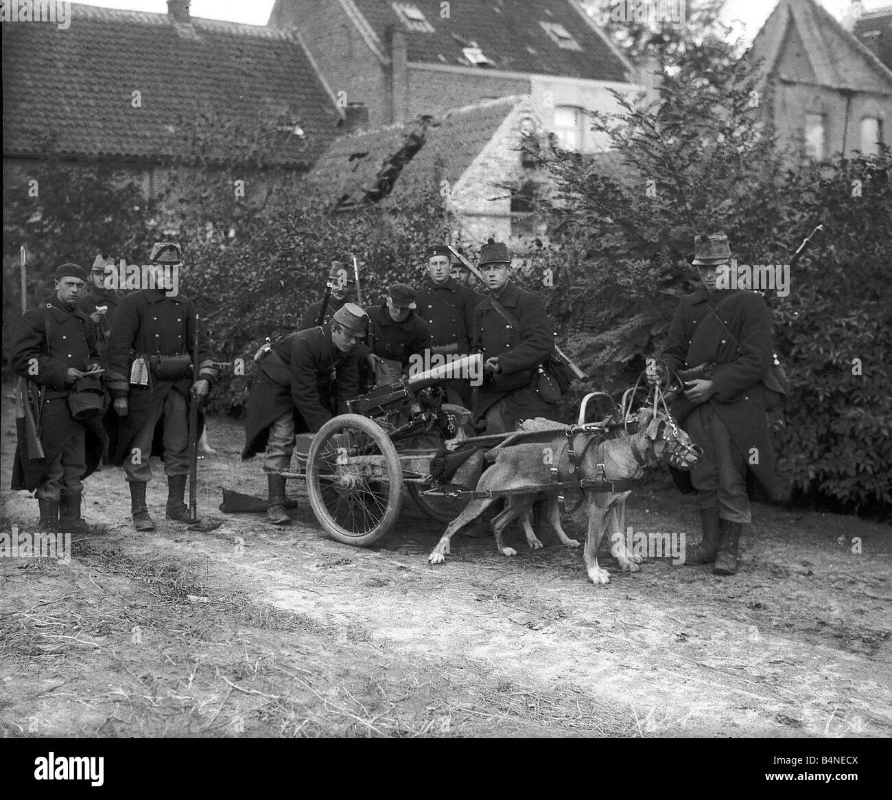 Pistolet belge chiens pendant la Première Guerre mondiale en Belgique vers 1915 Banque D'Images