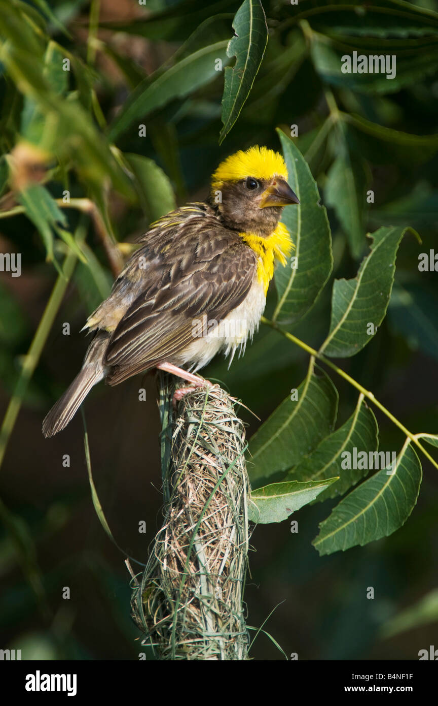 Ploceus philippinus. Baya Weaver oiseau perché sur son nid dans la campagne indienne. L'Andhra Pradesh, Inde Banque D'Images