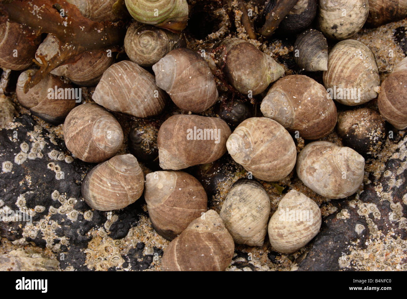 Bigorneau Littorina littorea Littorinidae sur la rive supérieure à marée basse UK Banque D'Images