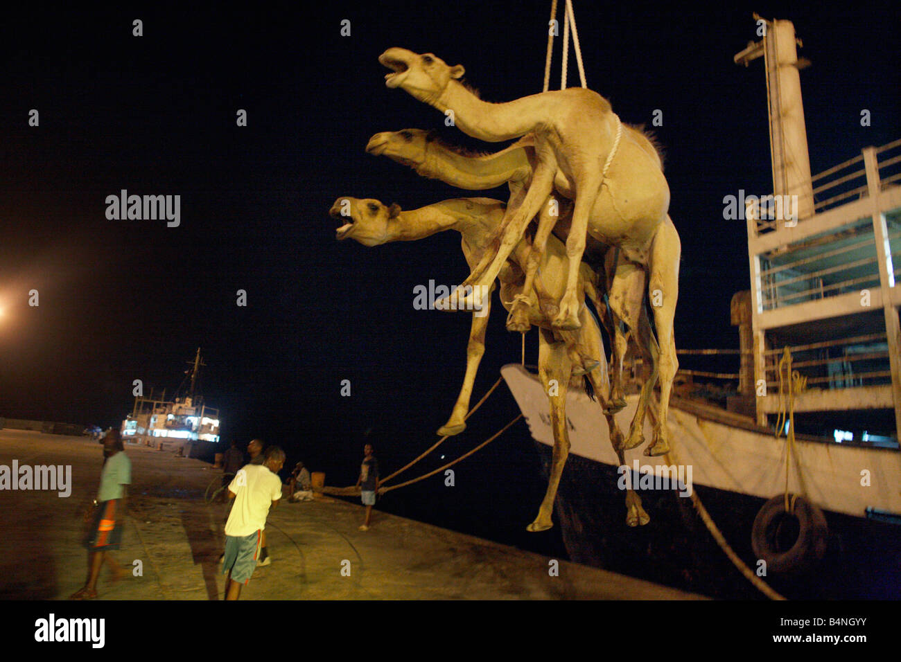 Les chameaux sont chargés à bord du navire pour l'exportation, le port de Berbera, Somalie, Somaliland Banque D'Images