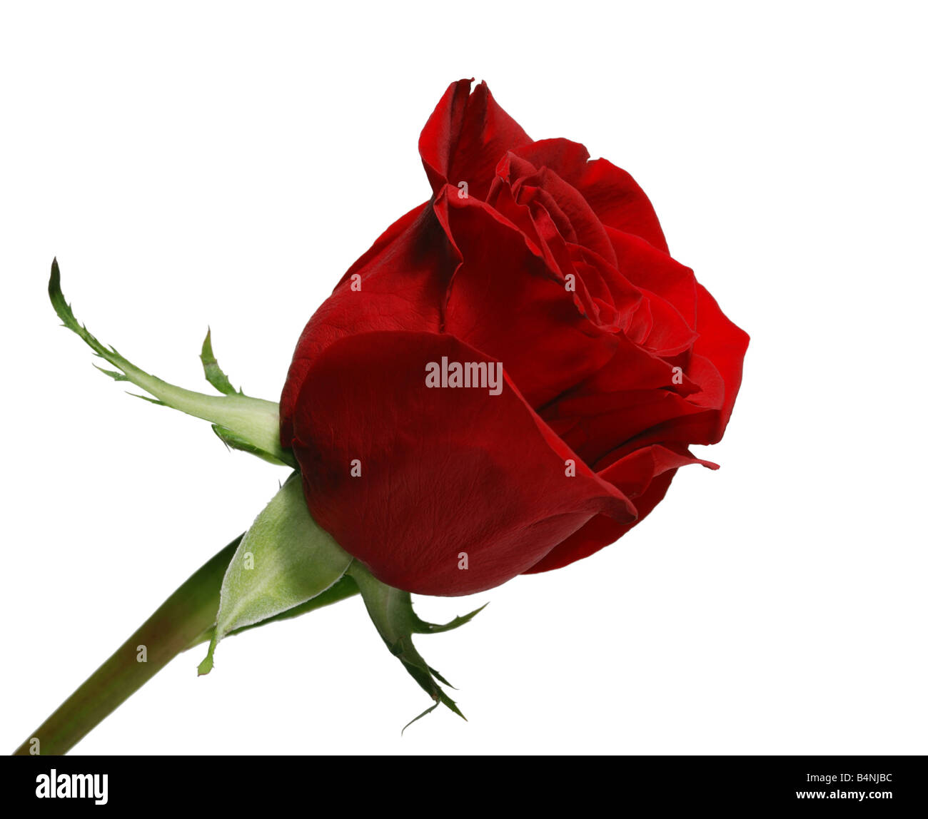 Une rose blossoming succursale d'une rose rouge aux couleurs vives bud Banque D'Images