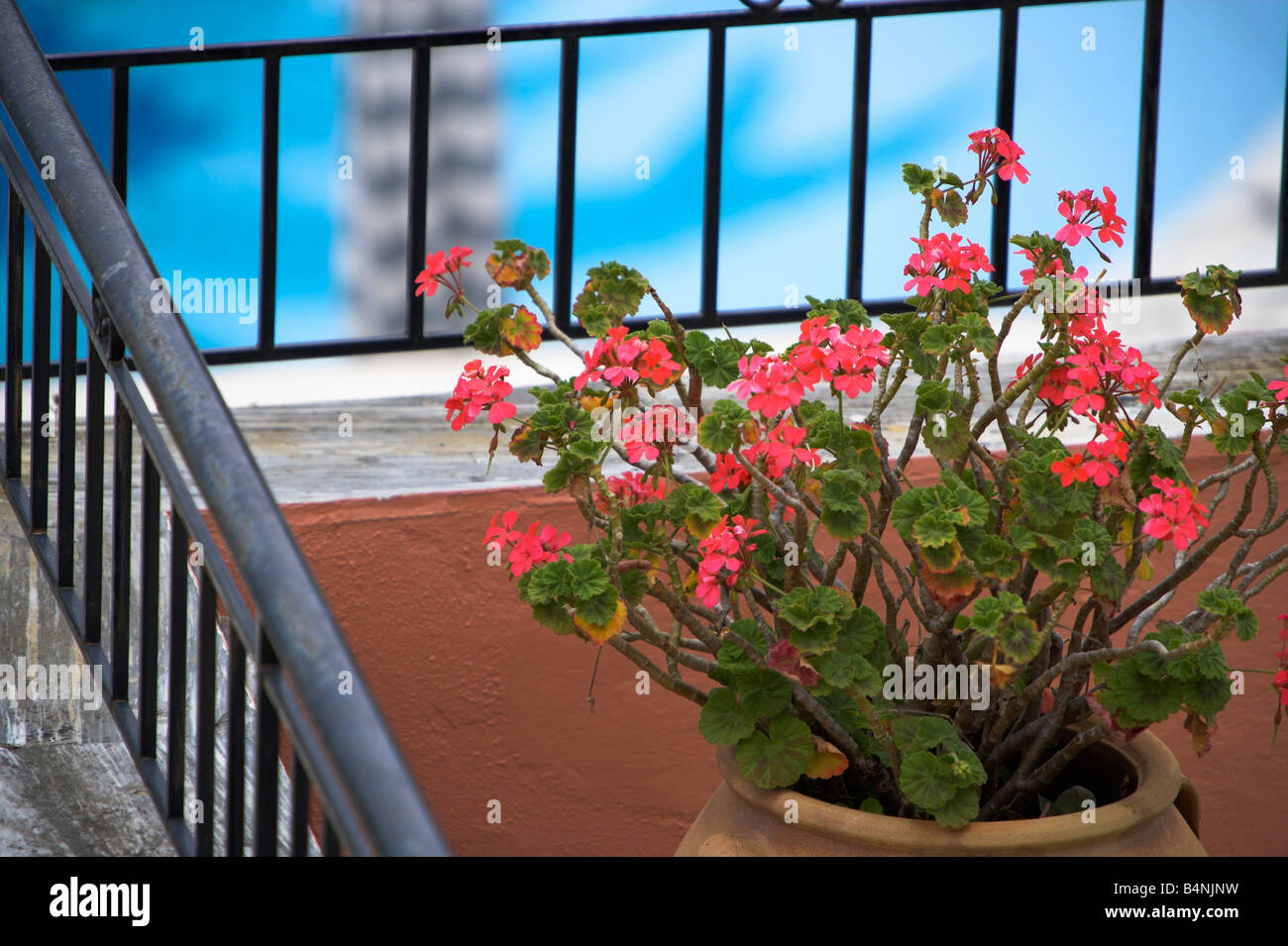 Fleurs sur balcon corfu Banque D'Images