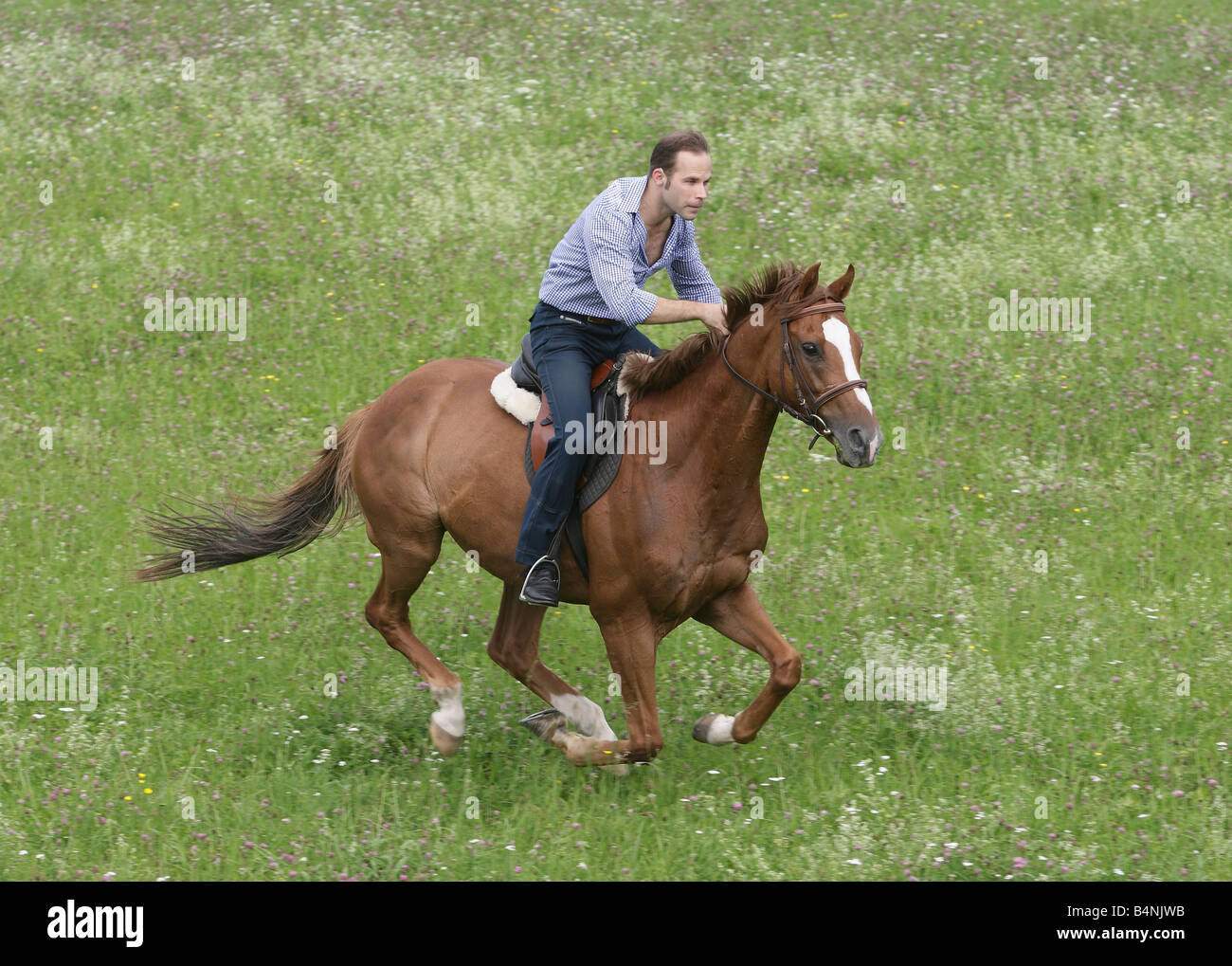 Homme galopping à cheval à travers un pré vert. Banque D'Images