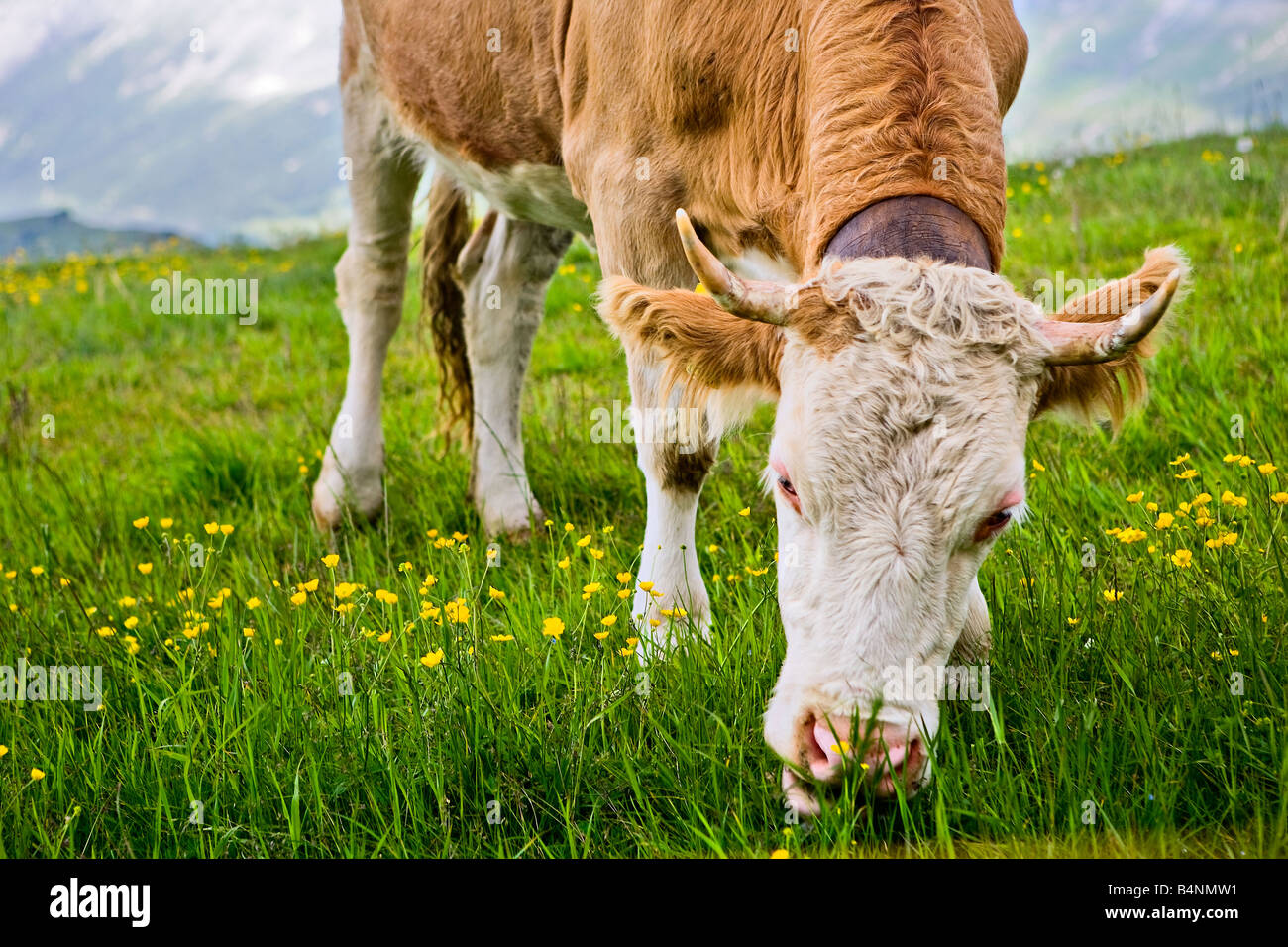Vache mange de l'herbe - Alpes Suisses Banque D'Images