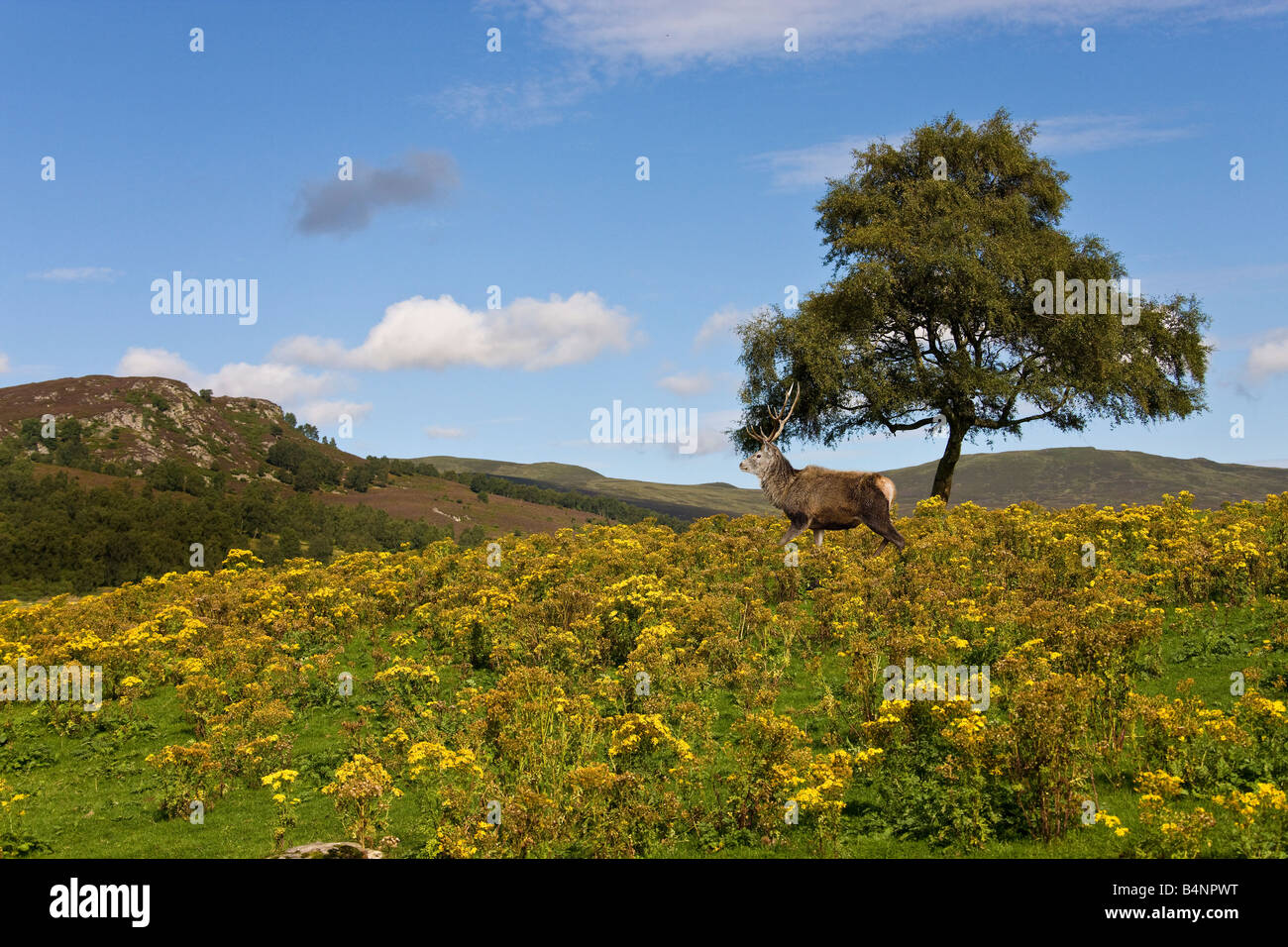 Red Deer - Cervus elaphus - marche à travers l'ajonc jaune - Ulex leguminosae - sur la lande en été dans le centre de l'Écosse Banque D'Images