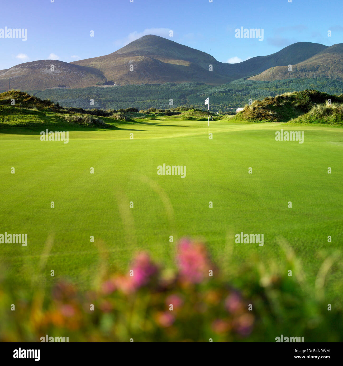 Royal County Down Golf Club Newcastle Irlande du Nord avec les montagnes de Mourne en arrière-plan Banque D'Images