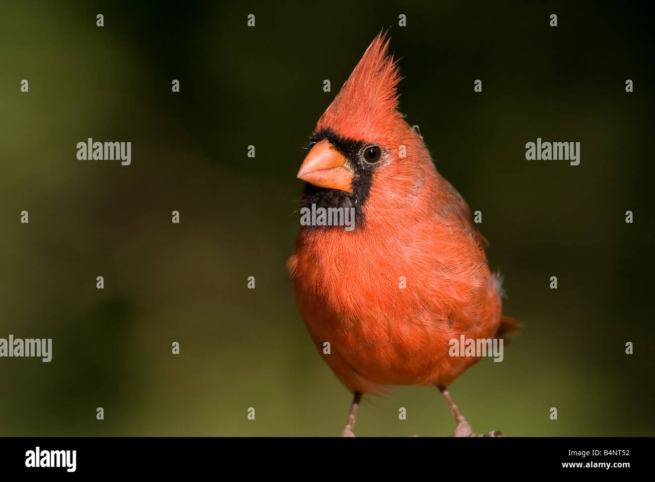 Le Cardinal rouge Cardinalis cardinalis mâle Banque D'Images
