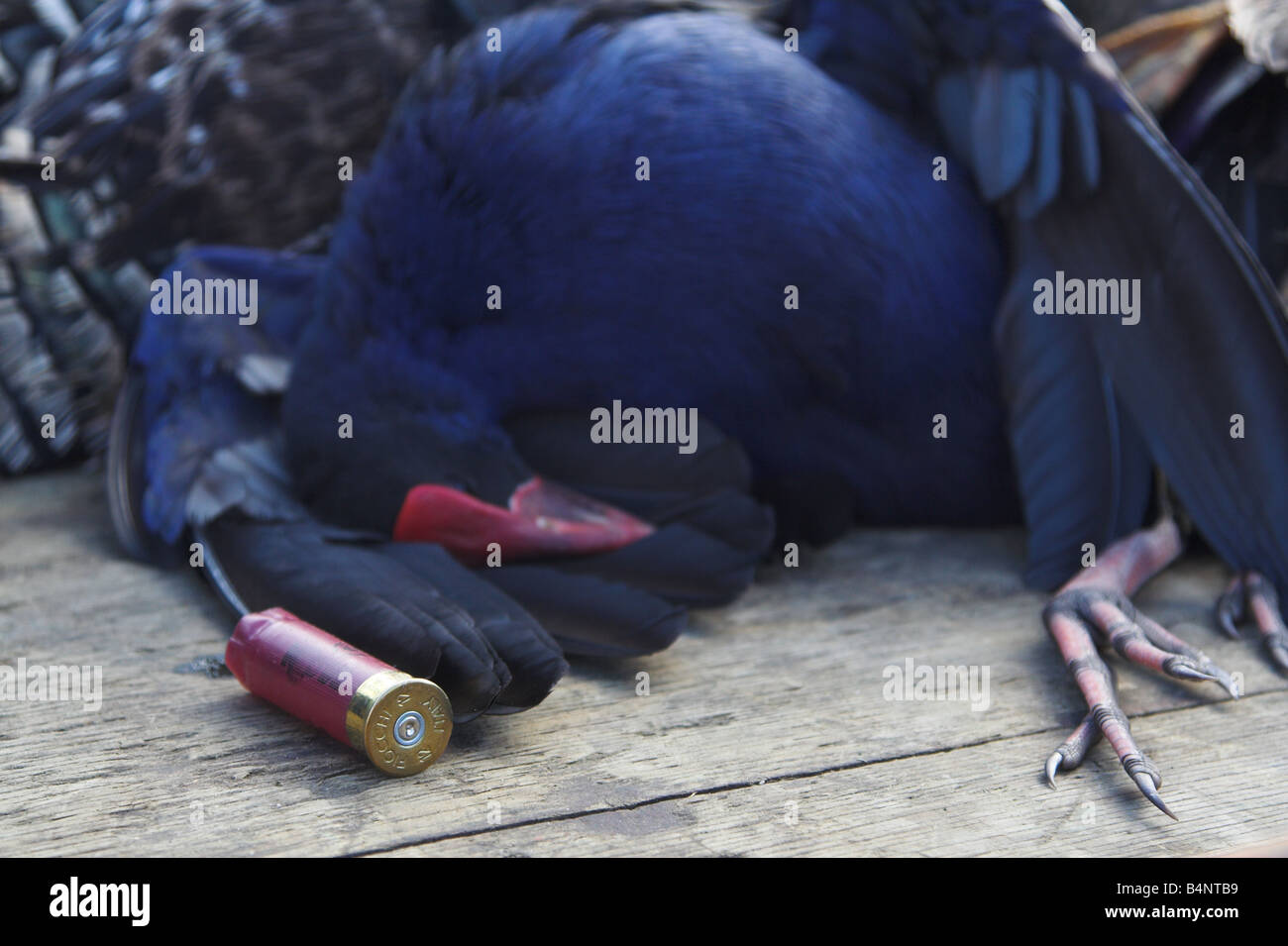 Un fusil de shell portant à côté d'un oiseau mort Pukeko Banque D'Images