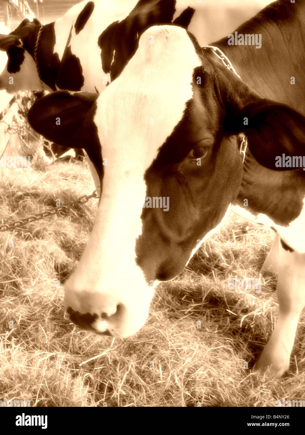 Un gros plan d'une vache laitière de manger du foin dans la grange sépia Banque D'Images