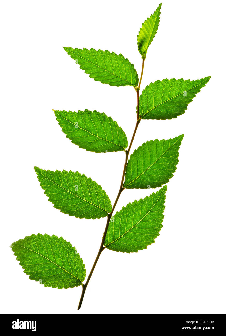 Branche d'arbre avec des feuilles vertes isolé sur fond blanc Banque D'Images