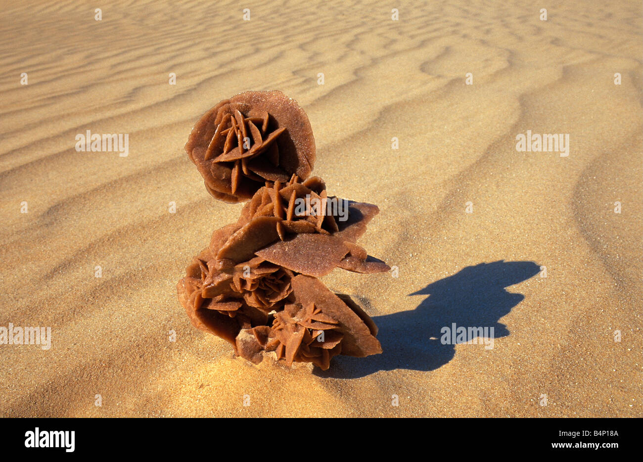 Rose de sable algerie Banque de photographies et d’images à haute — free download