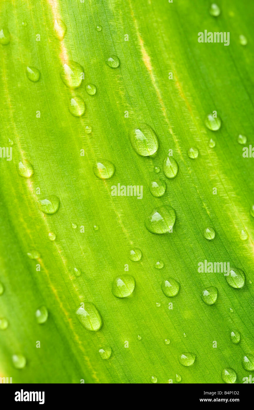 Fond naturel de plante verte avec des feuilles gouttes Banque D'Images