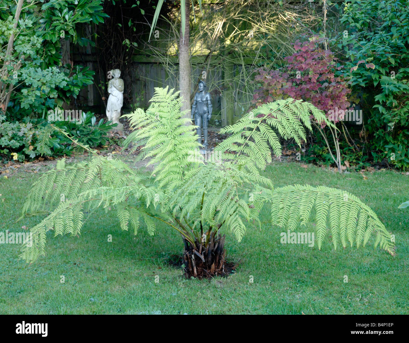 Fougère arborescente de Tasmanie Banque D'Images