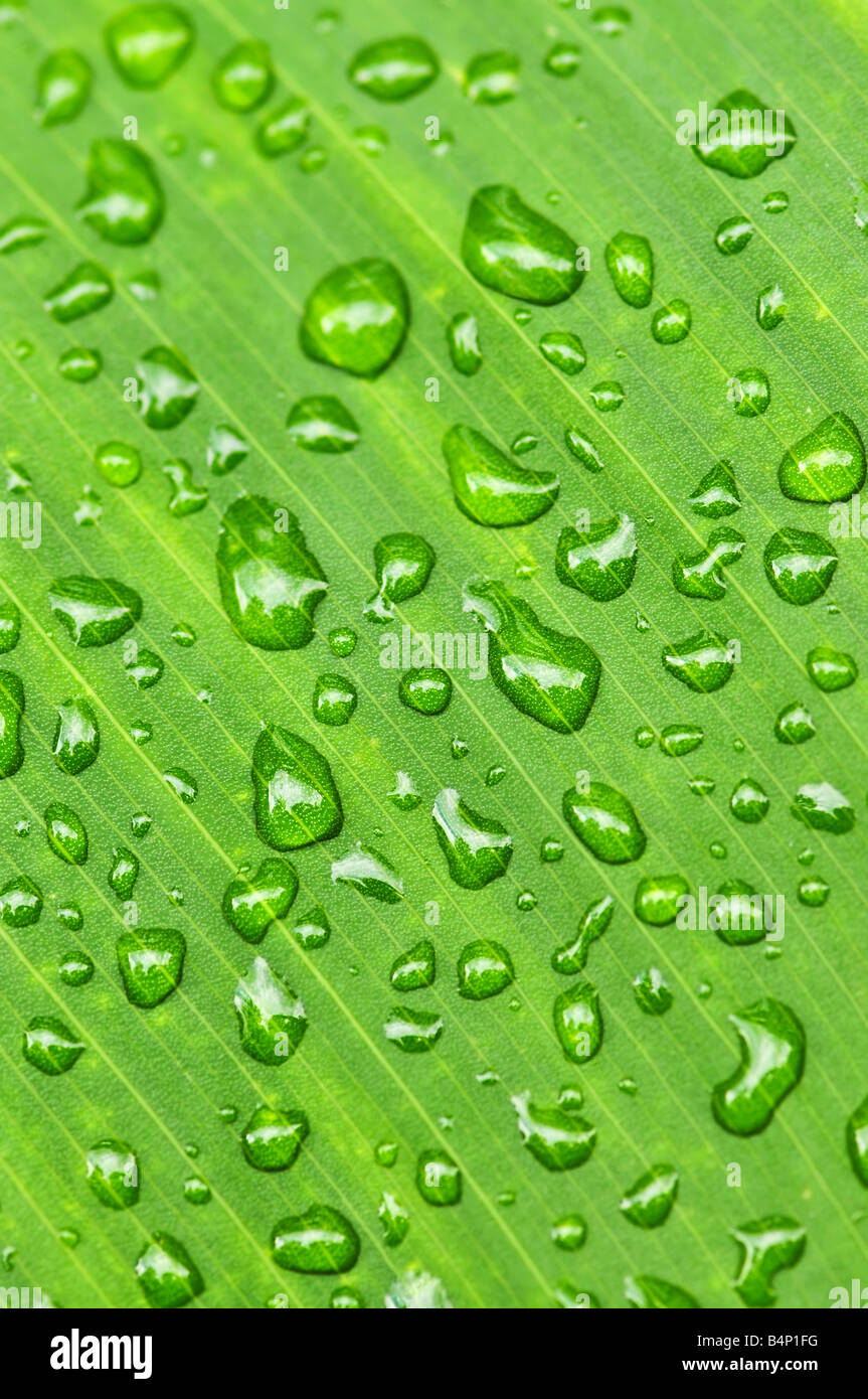 Fond naturel de plante verte avec des feuilles gouttes Banque D'Images