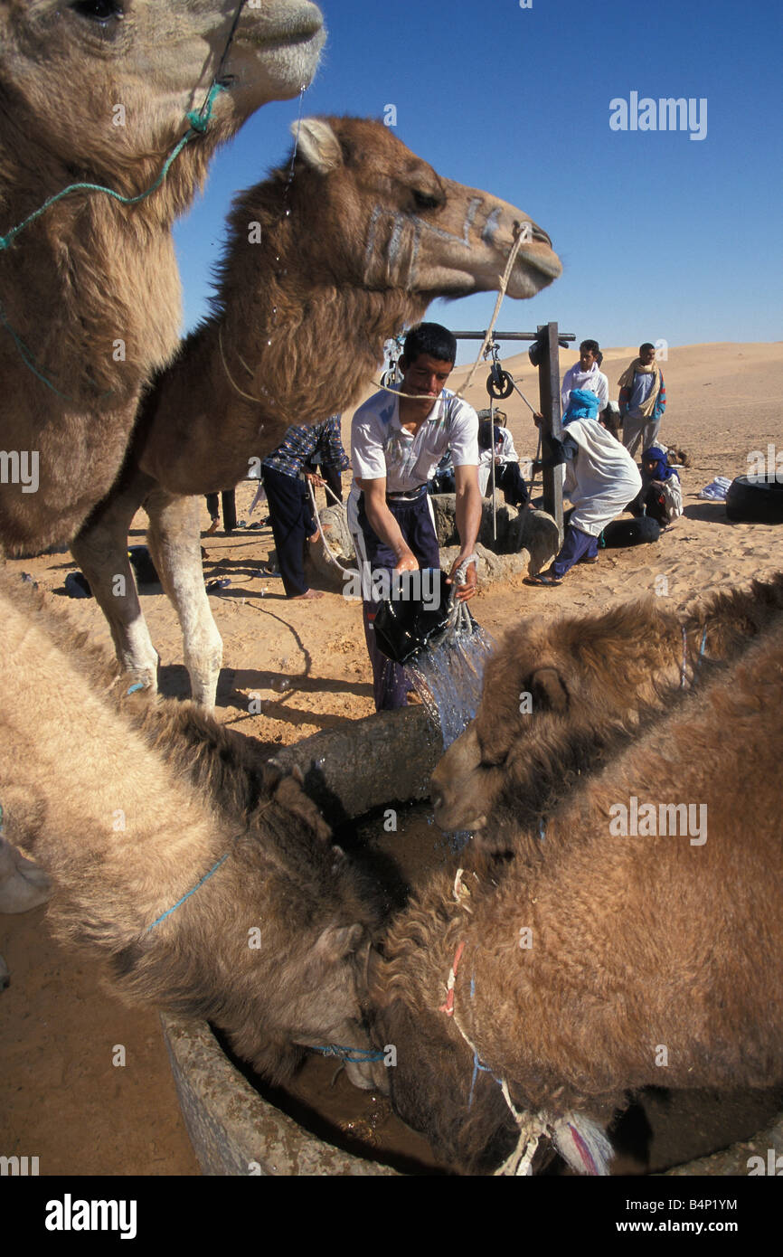 L'Algérie Touggourt homme Bédouin à bien des chameaux désert du Sahara Banque D'Images