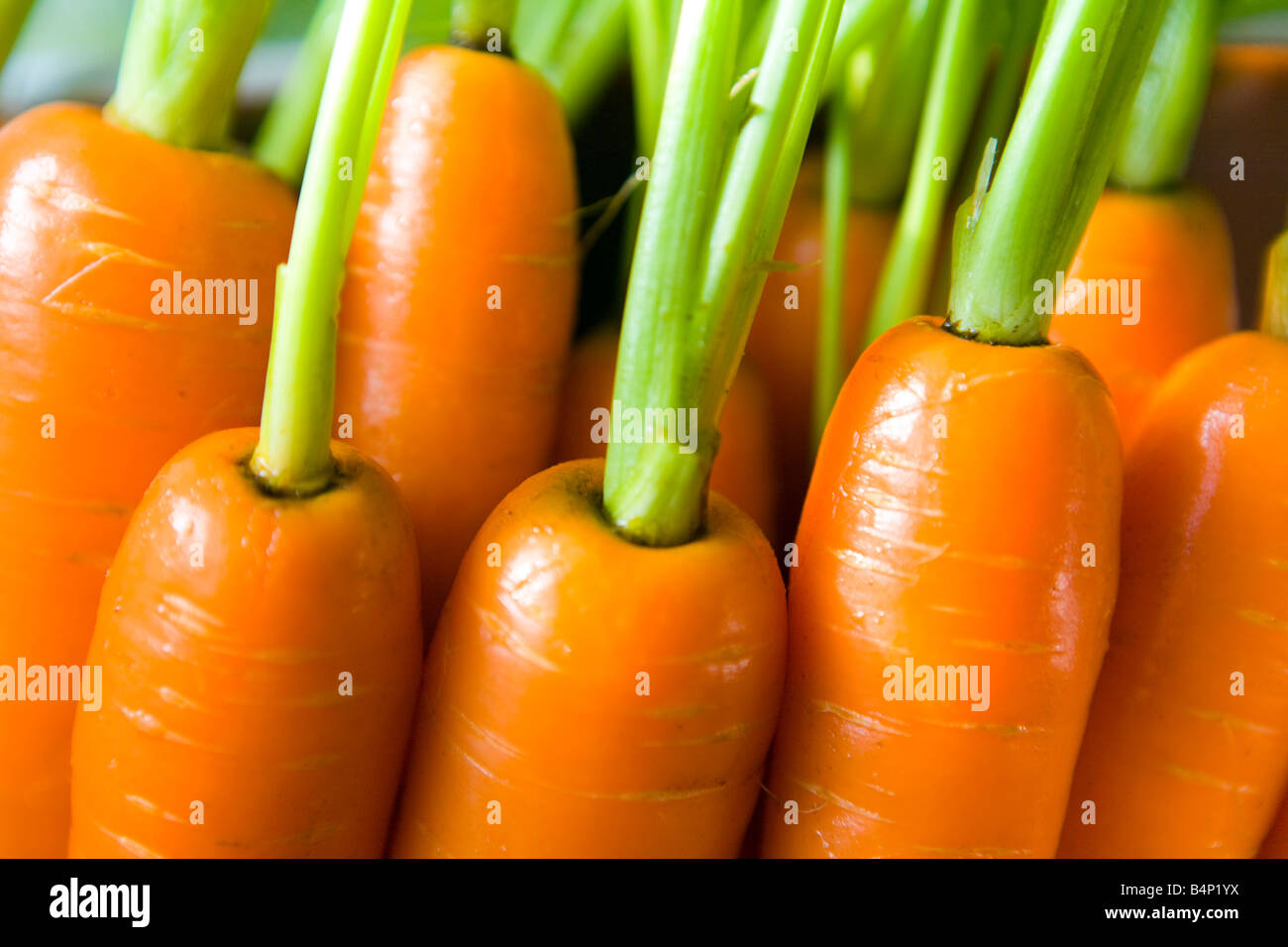 Jardin carottes lavées Banque D'Images