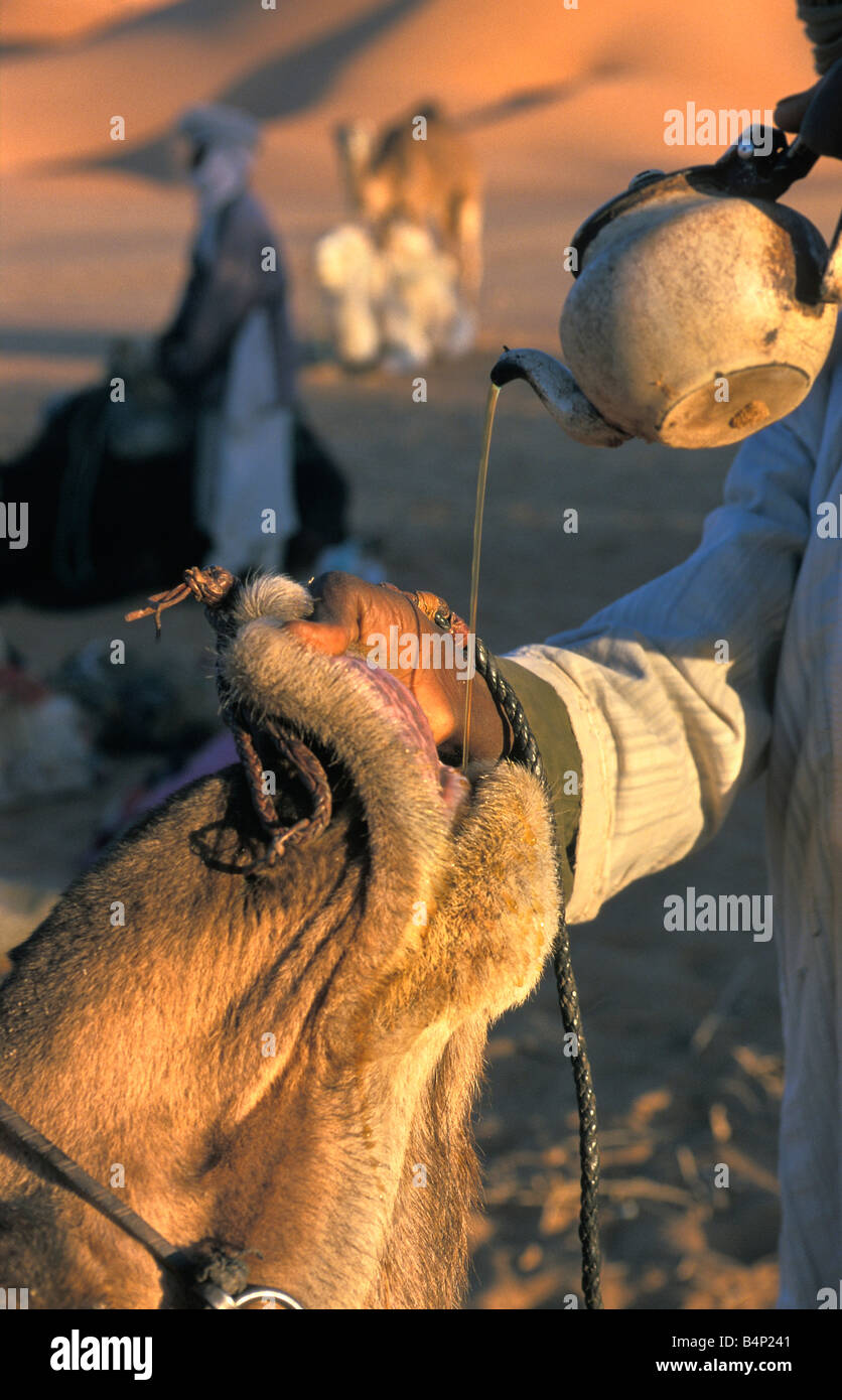 L'Algérie, près de Djanet hommes de tribu touareg chameau donnant relaxant thé dernier chameau au désert du Sahara Banque D'Images